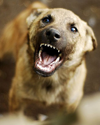dog_420_420x0.jpg