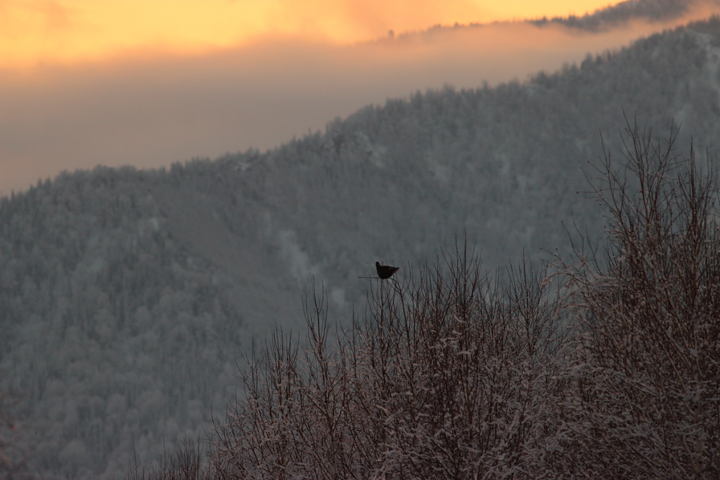 Агафотнова С (20) Тетерев.png