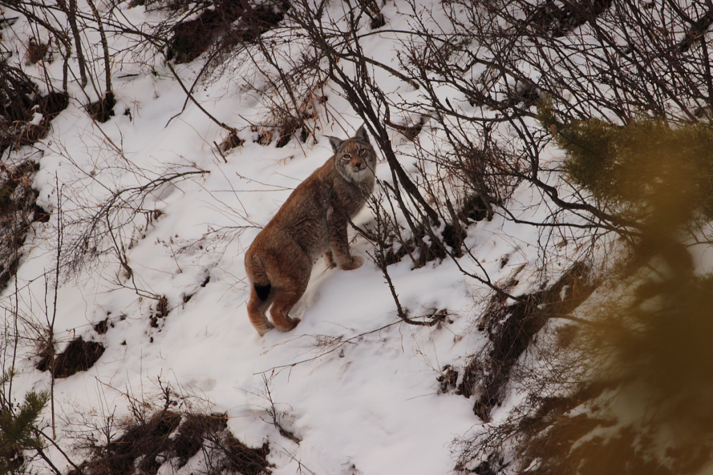 Агафотнова С (7).png