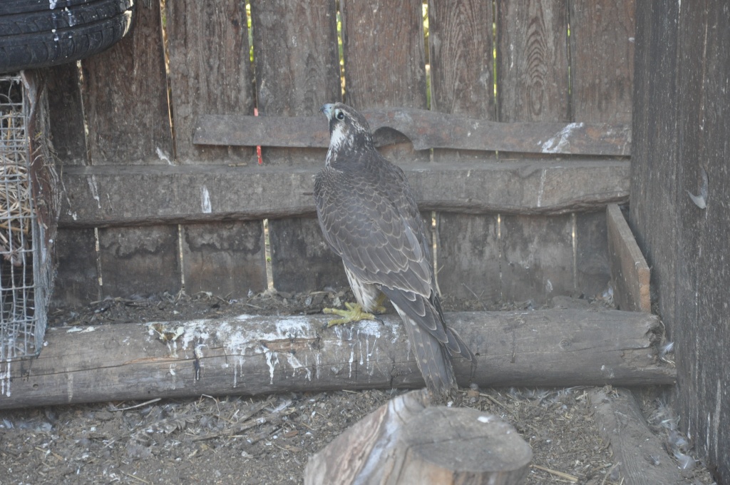 DSC_0010.JPG