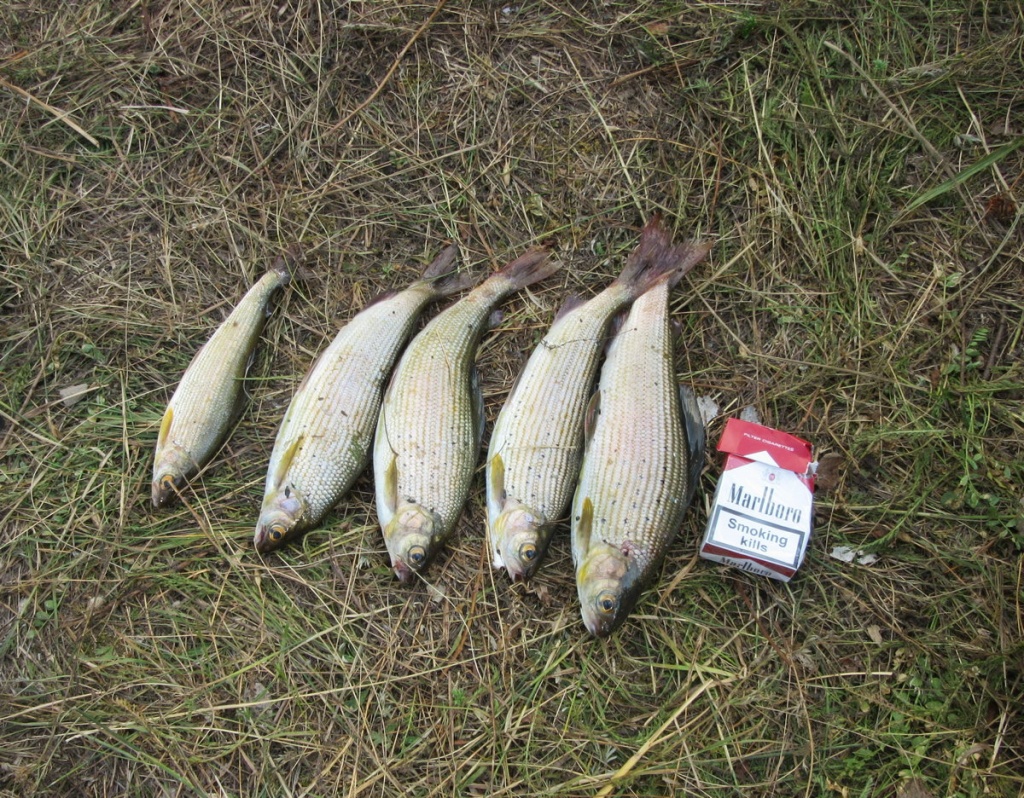 IMG_3242.JPG