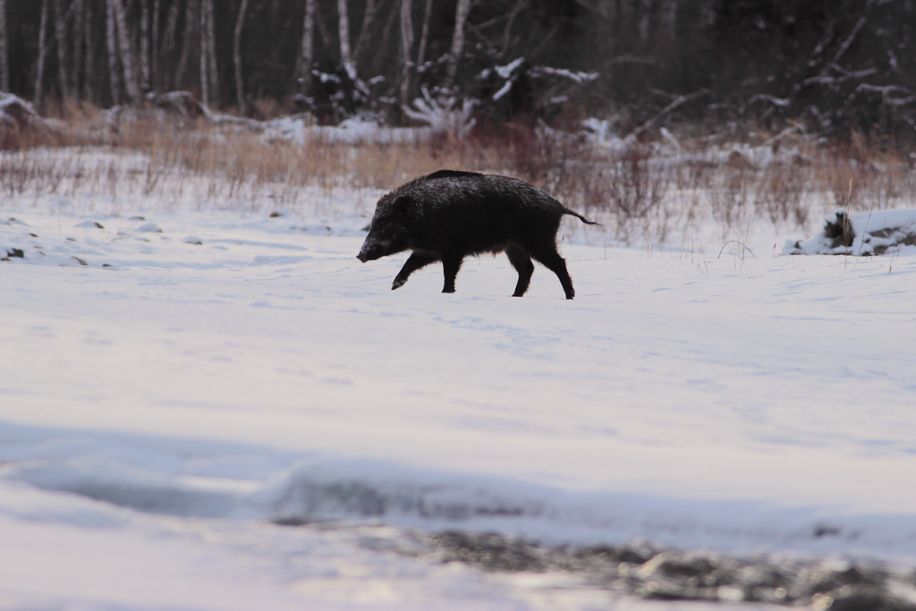 Агафотнова С (28).png