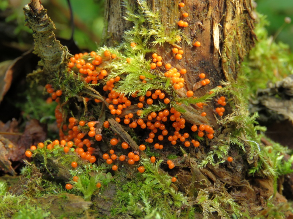 Смирнова Л (28).JPG