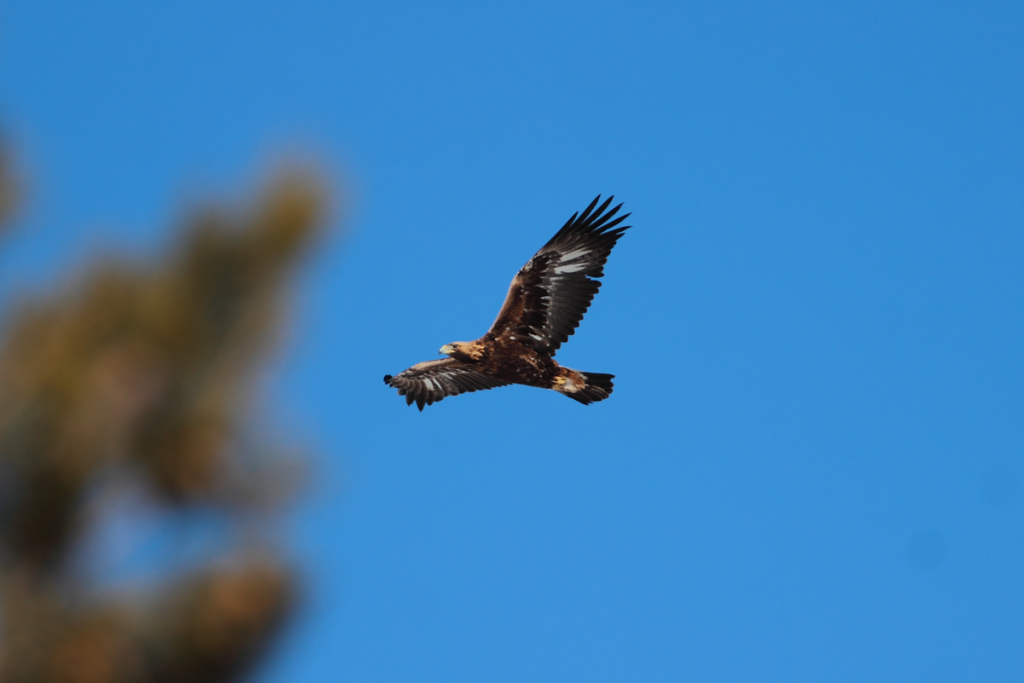 Агафотнова С (14)Беркут.png