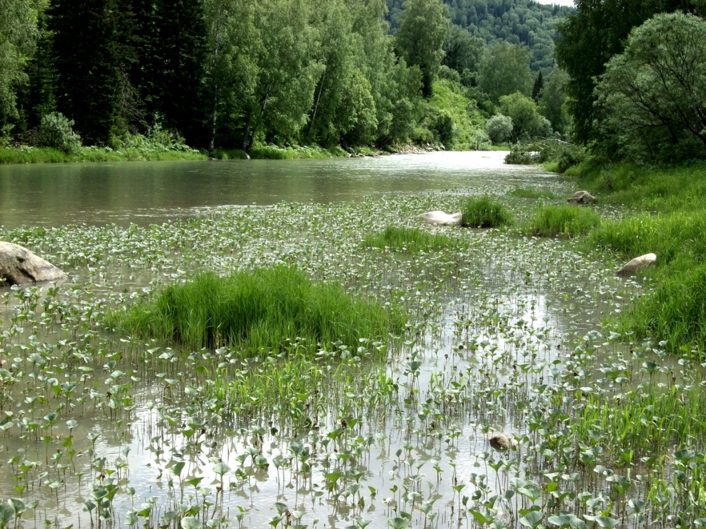 Река Белая у кордона Белорецк.jpg
